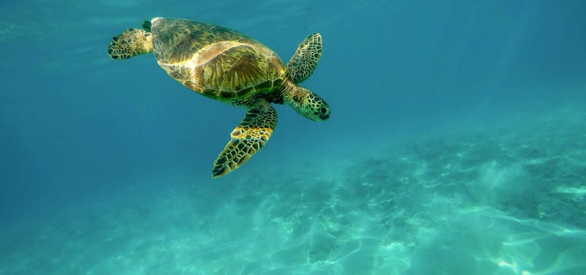 Sea turtles have been going to the same seagrass meadows to feed for thousands of years