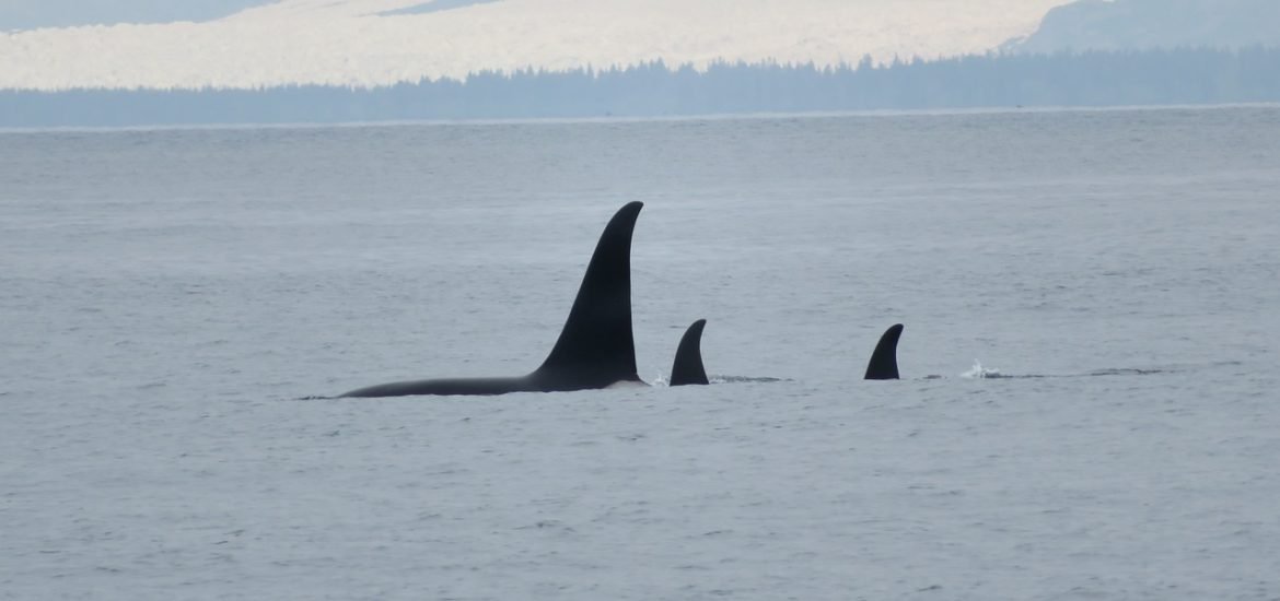 Older killer whales protect their sons but not their daughters