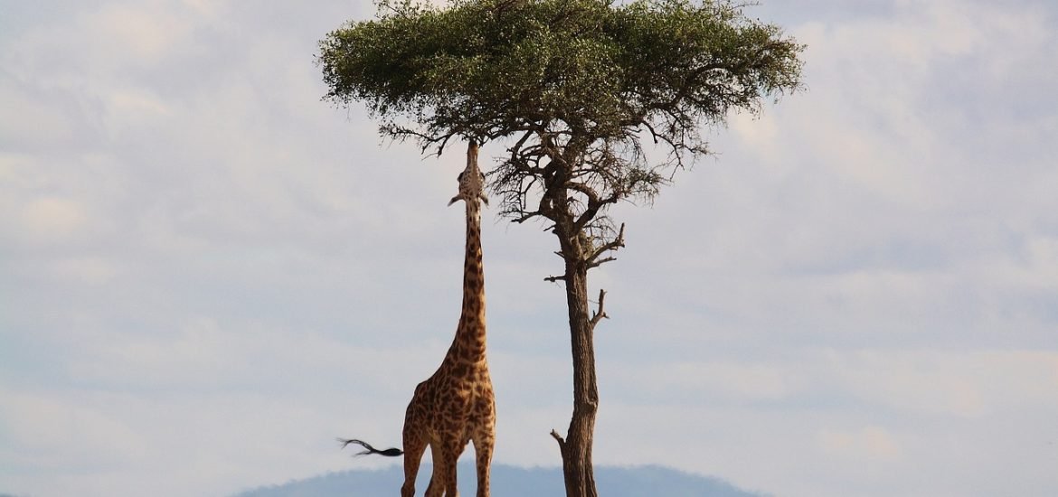 Kordofan giraffes may be extinct in 15 years