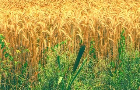 Weizen: von einem trockenen Sommer zu den ersten Anzeichen der Hoffnung