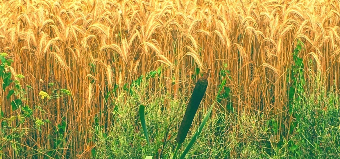 Weizen: von einem trockenen Sommer zu den ersten Anzeichen der Hoffnung