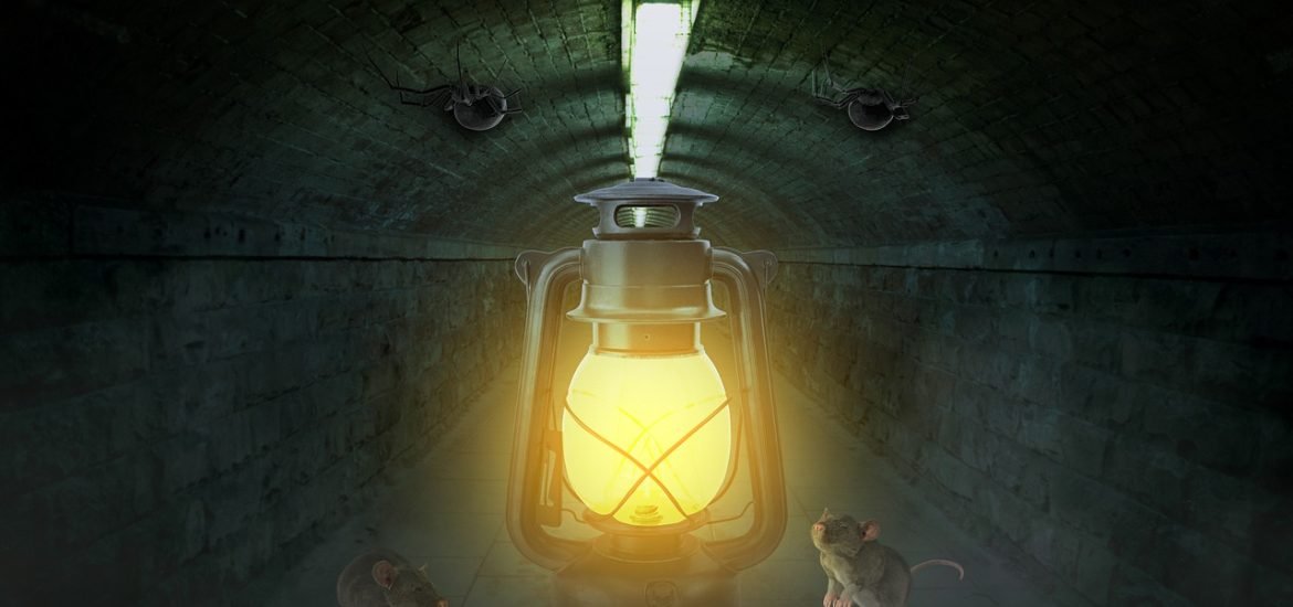 Old brains still retain plastic abilities to adapt to changes