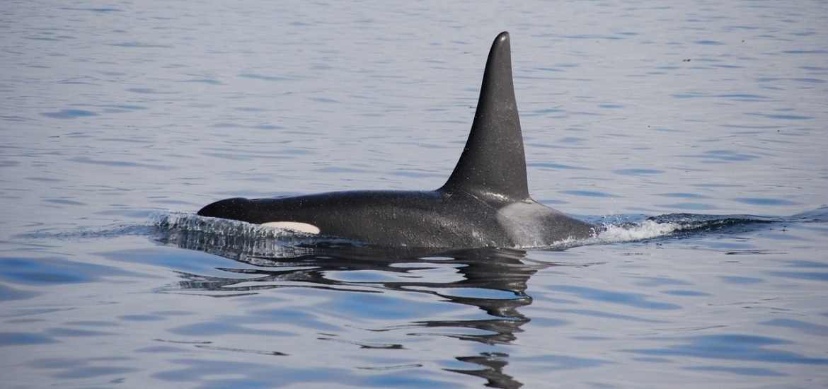 Researchers find 20,000 year old safe hiding place for orcas