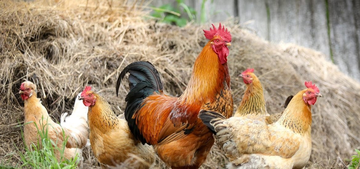 Bird flu virus may be changing to make transmission more widespread