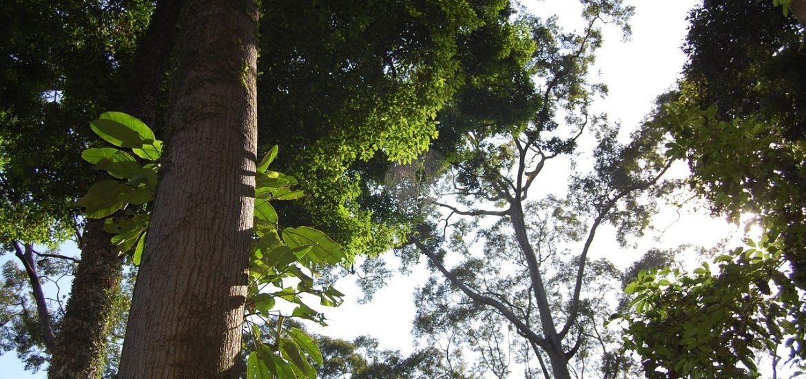Replanting logged forests with diverse mixtures of seedlings is better for recovery