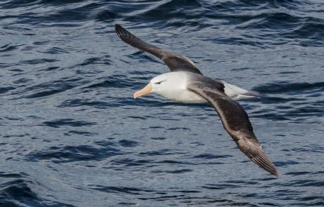Albatrosses use infrasound to navigate long journeys