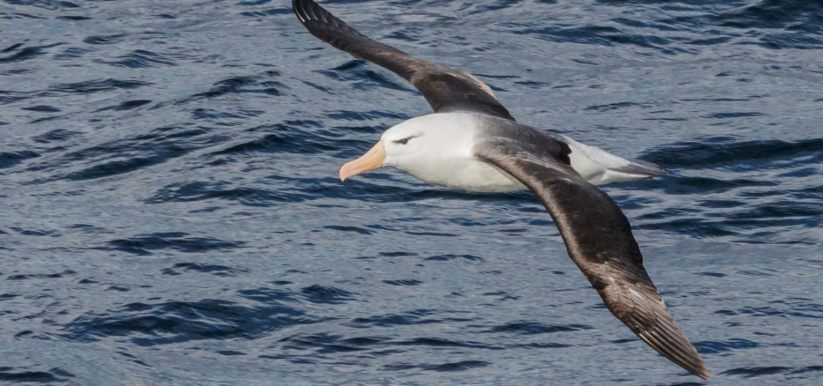 Albatrosses use infrasound to navigate long journeys