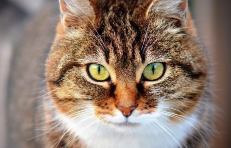 Wildcats avoided domestic cats for over 2,000 years