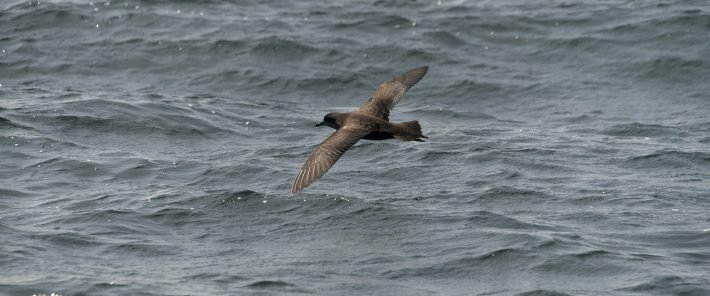 Endangered seabirds show individual flexibility to adapt to climate change