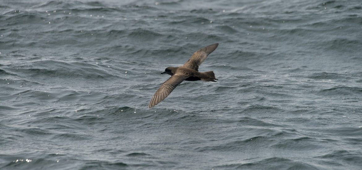 Endangered seabirds show individual flexibility to adapt to climate change
