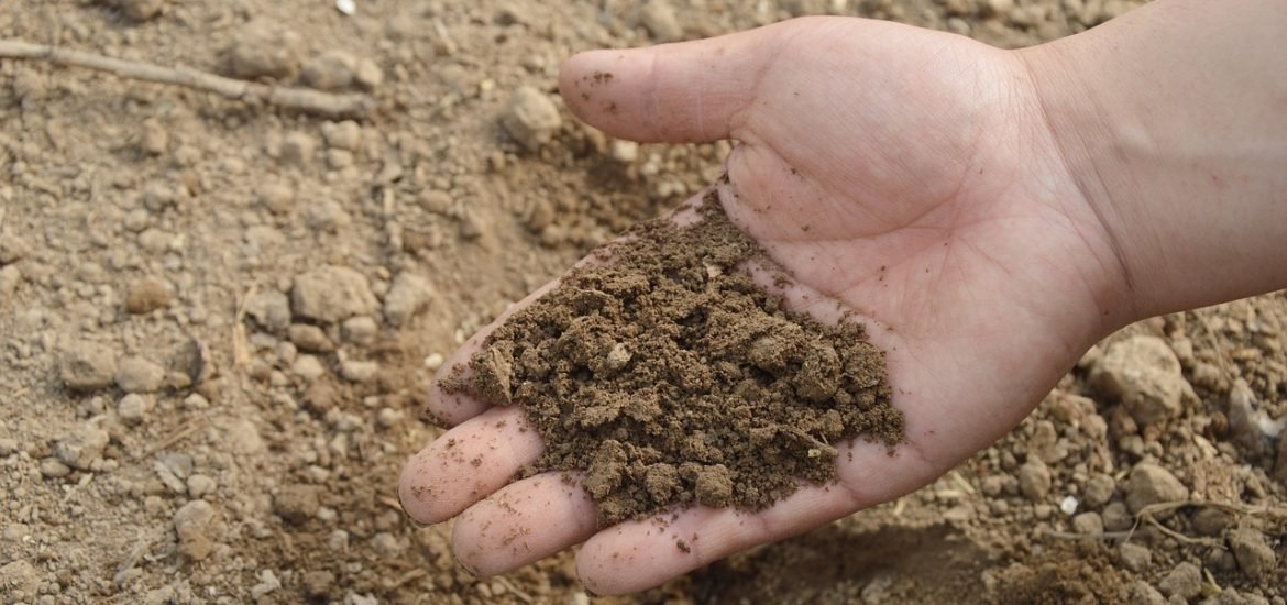 Increasing temperatures in the soil increase microbe diversity