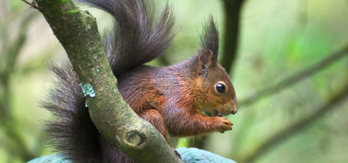 Wildlife in the city park, but not in my back yard