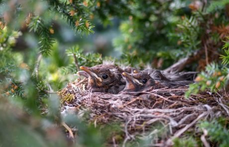 Cuckoos evolve to look like their host birds