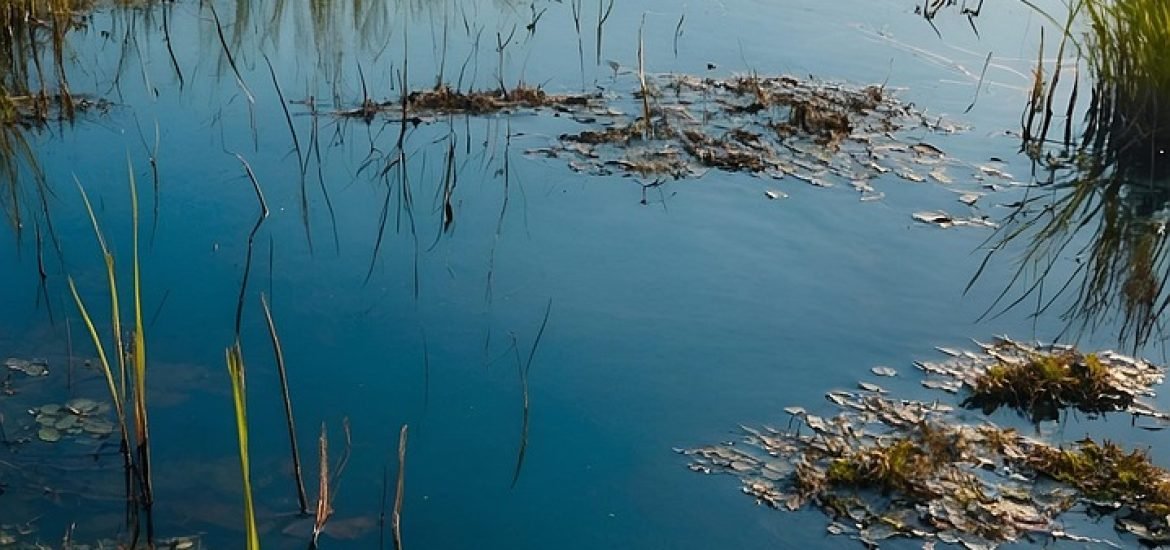 Peat bogs may be crucial to fight climate change