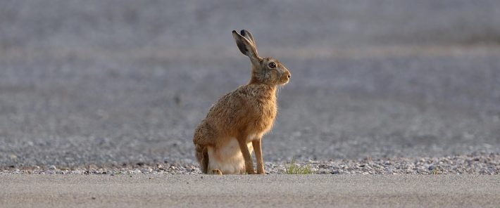 European hares thriving in urban environments