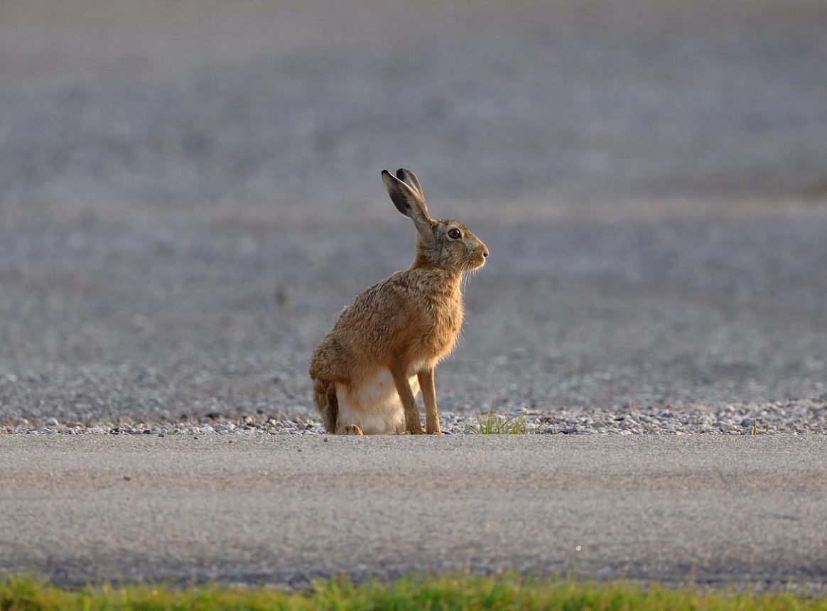 European hares thriving in urban environments