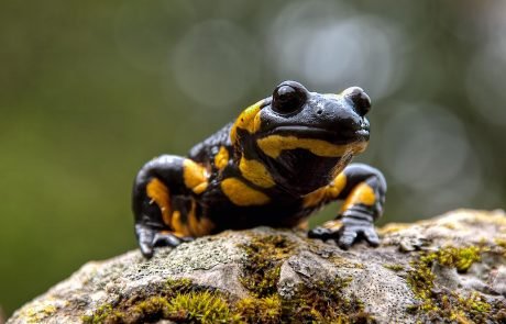 Amphibians likely to struggle with extreme weather in the future