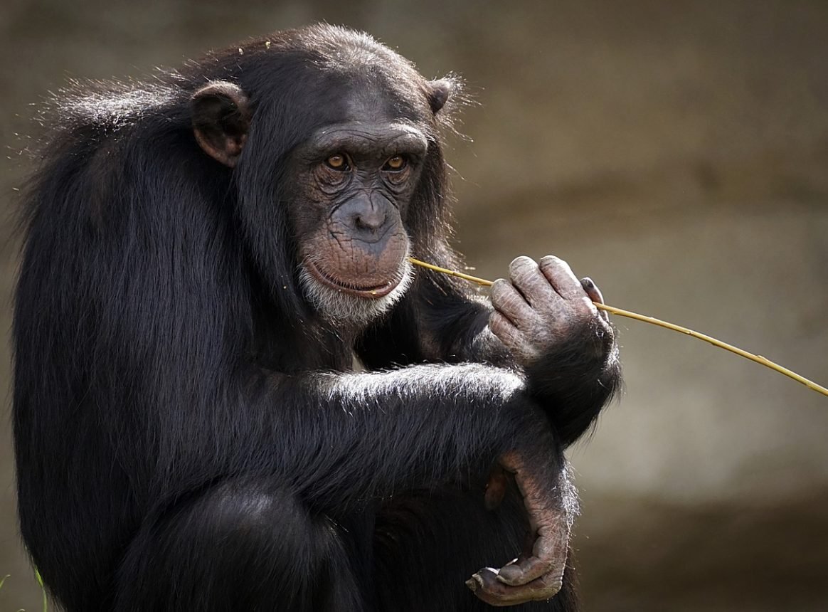 Chimps yawn if they see an android yawn