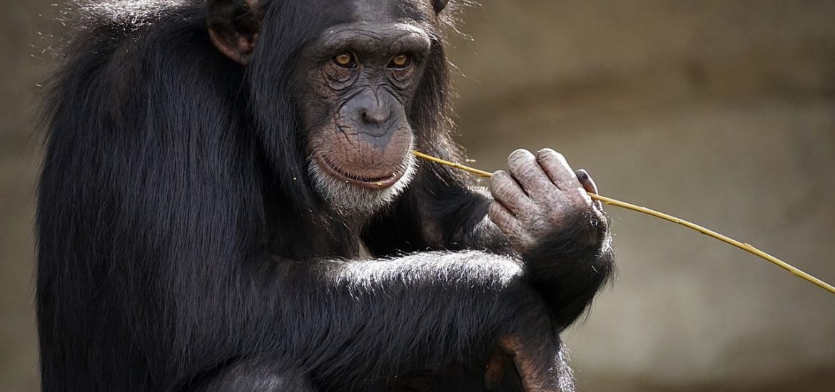 Chimps yawn if they see an android yawn