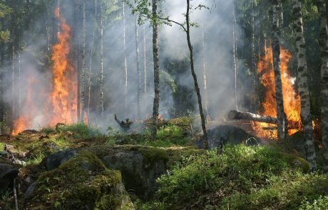 Heatwaves overwhelm nature’s mechanisms to cope with wildfires