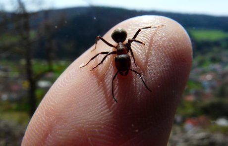 Researchers recreate yogurt made with ants