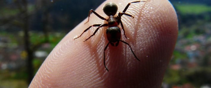 Researchers recreate yogurt made with ants