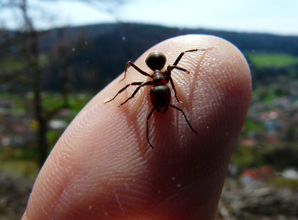 Researchers recreate yogurt made with ants