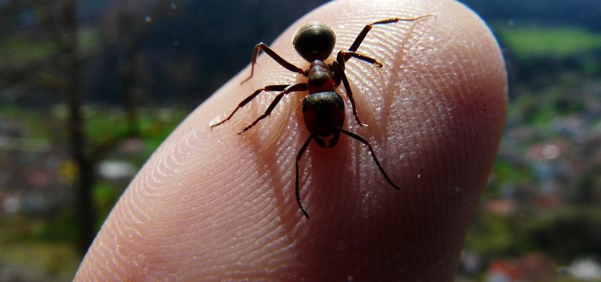 Researchers recreate yogurt made with ants
