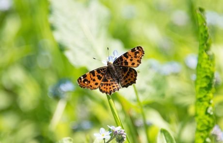 It’s not all bad news for insects in the UK, but some populations are suffering