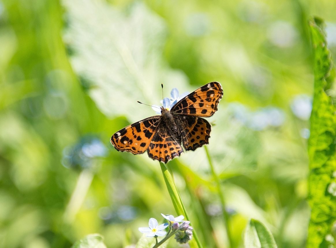 It’s not all bad news for insects in the UK, but some populations are suffering