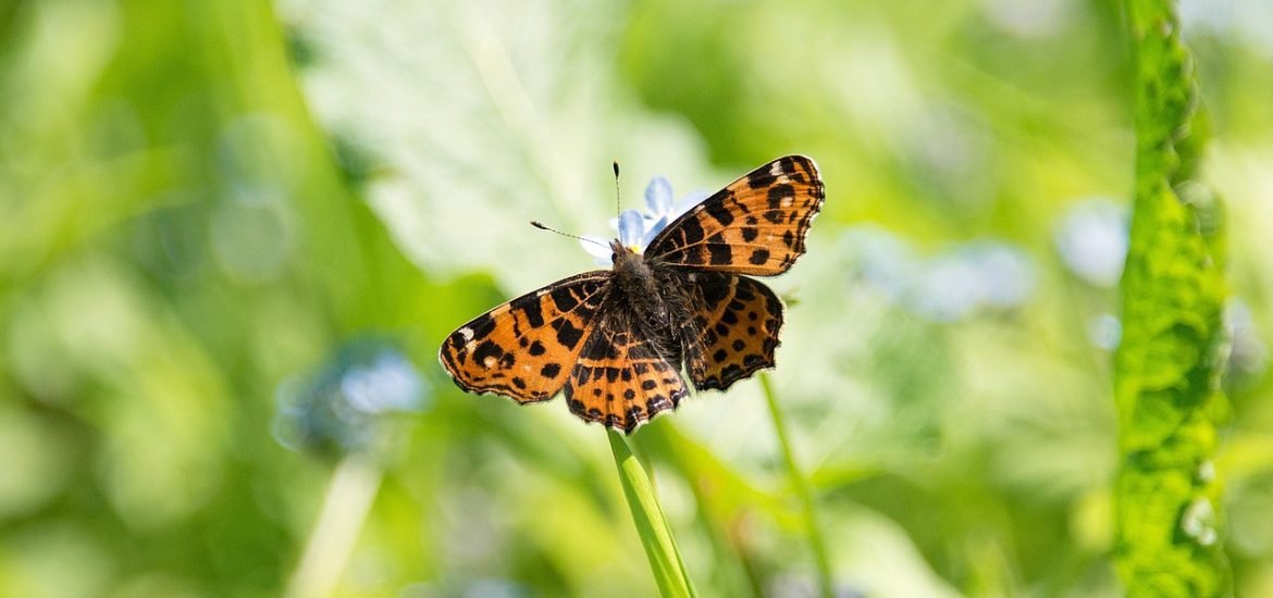 It’s not all bad news for insects in the UK, but some populations are suffering