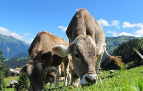 Cattle grazing at low intensities promotes biodiversity
