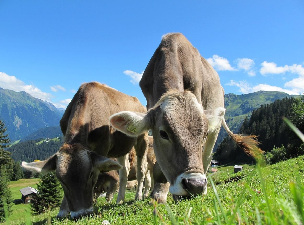 Cattle grazing at low intensities promotes biodiversity
