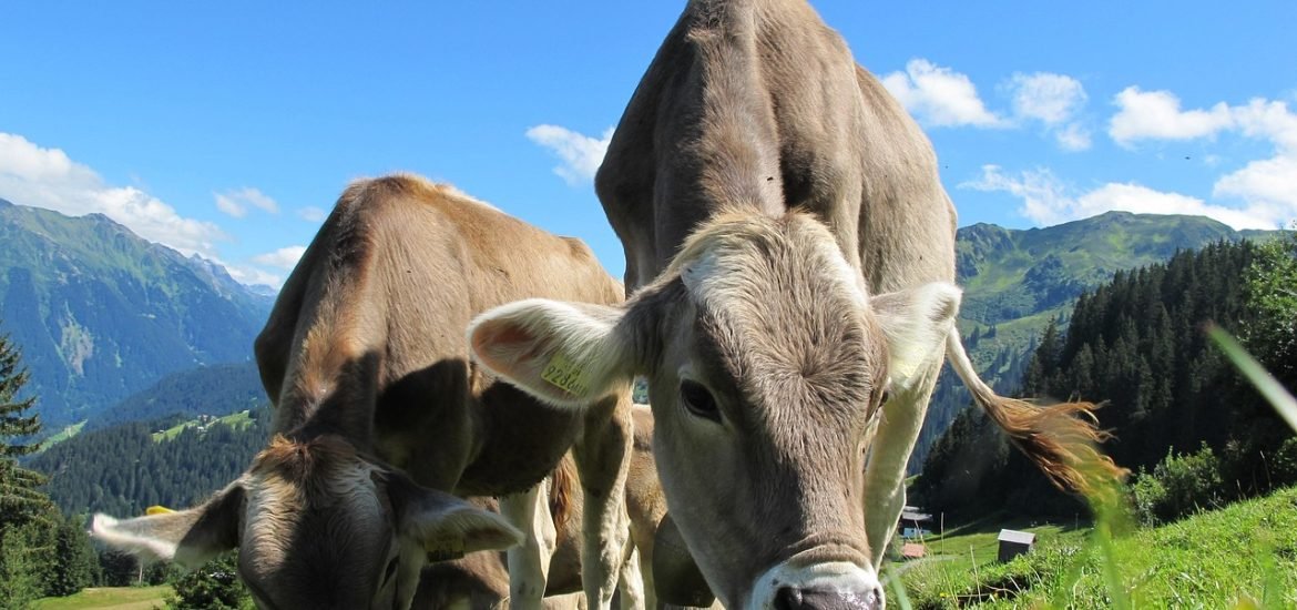 Cattle grazing at low intensities promotes biodiversity