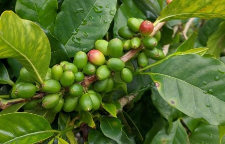 What we eat may have an impact of biodiversity worldwide