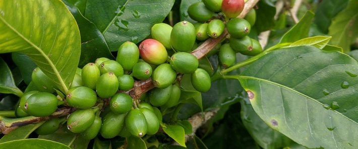 What we eat may have an impact of biodiversity worldwide