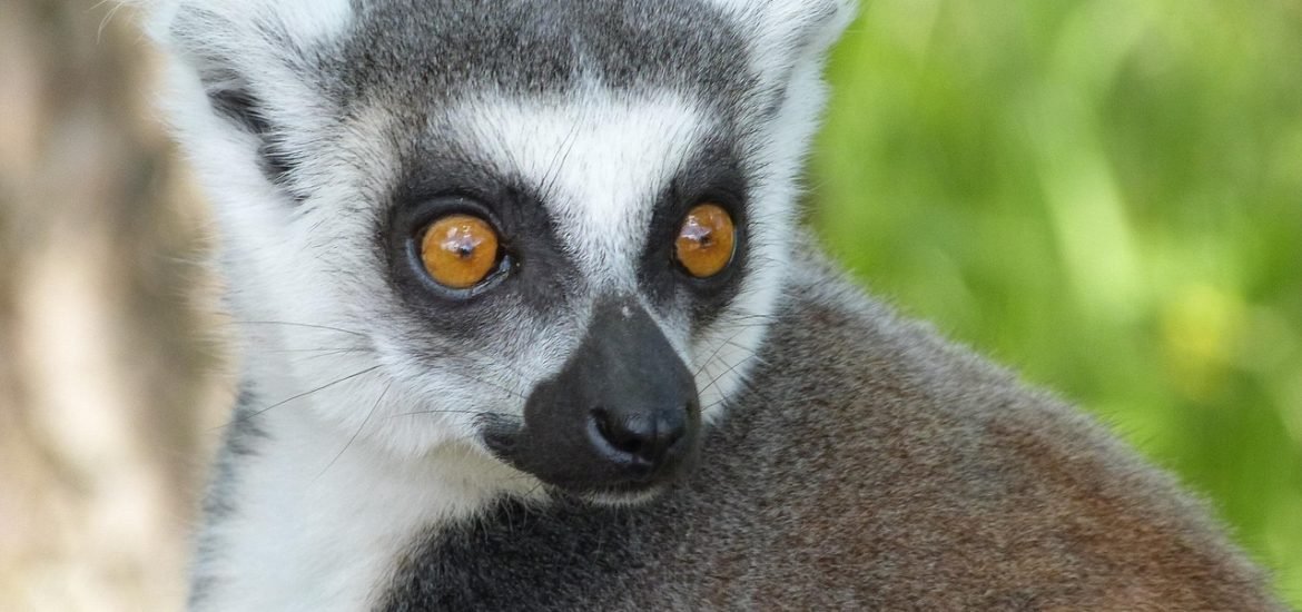 Seeds are getting smaller in Madagascar because of humans