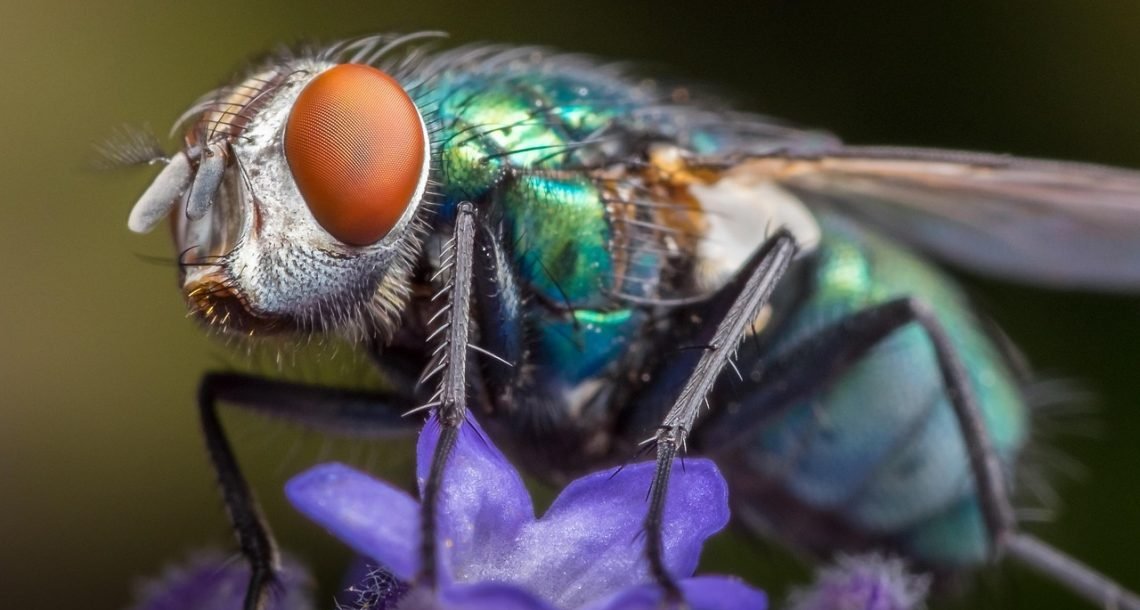 Climate Stress Can Affect Animals for Generations