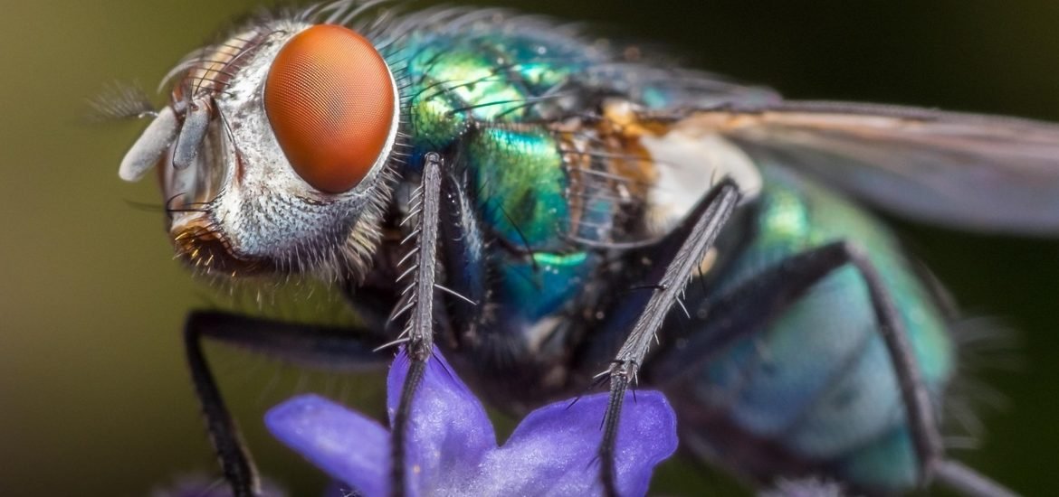 Climate Stress Can Affect Animals for Generations