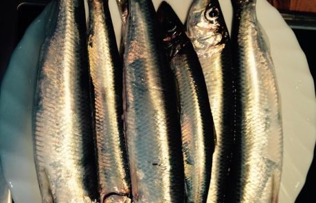 Mapping Herring Genes Could Help Protect Baltic Sea Fishing for the Future