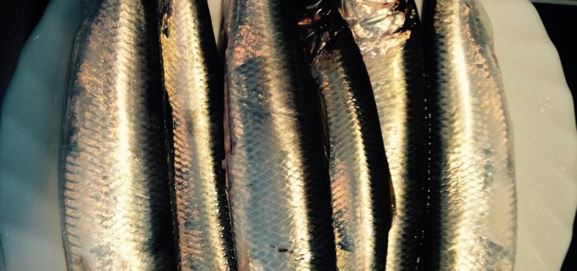 Mapping Herring Genes Could Help Protect Baltic Sea Fishing for the Future