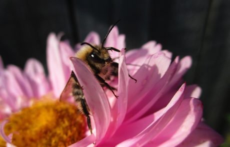 Bumblebees Make Smart Decisions and They Think a Lot Like Us