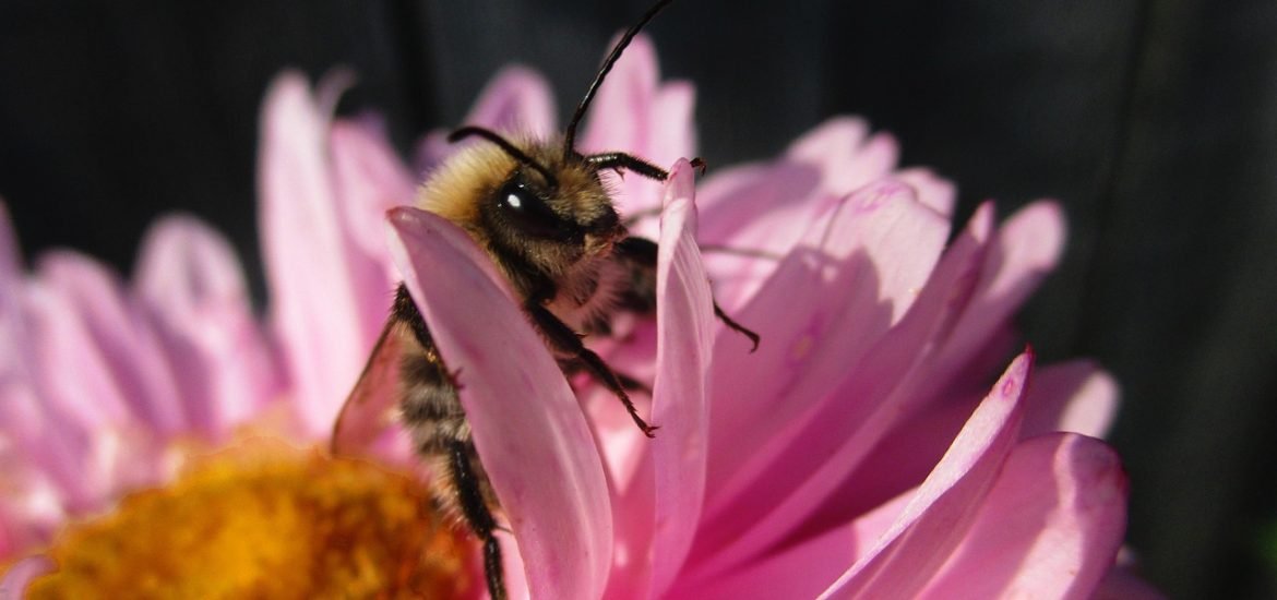 Bumblebees Make Smart Decisions and They Think a Lot Like Us