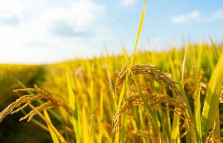 Gene Discovery in Rice Could Mean Less Fertiliser and Better Harvests