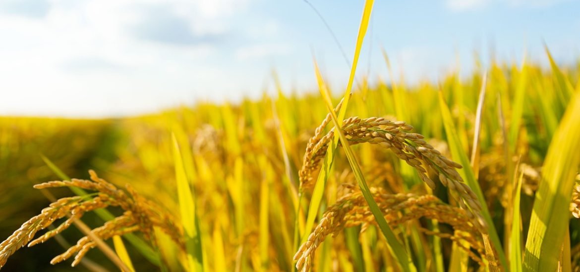 Gene Discovery in Rice Could Mean Less Fertiliser and Better Harvests