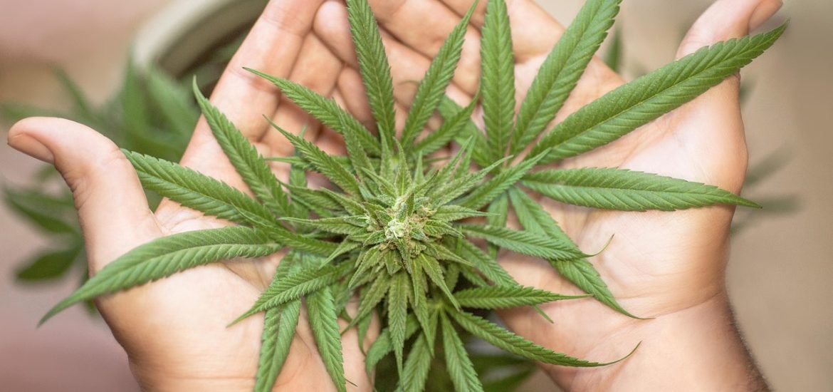 Cannabis Use By Teenagers Follows the Same Patterns as Alcohol