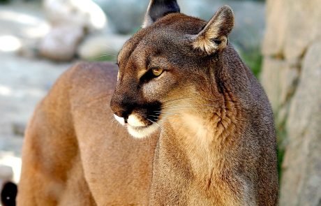 Pumas Are Killing Thousands of Penguins in Patagonia