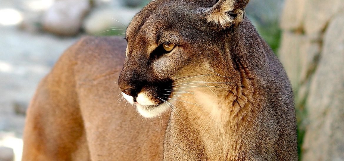 Pumas Are Killing Thousands of Penguins in Patagonia