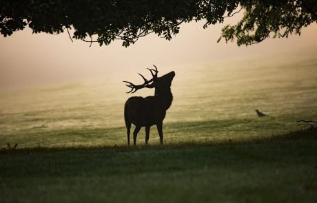 The Smell of a Lynx Alone Is Enough to Protect Young Trees From Deer