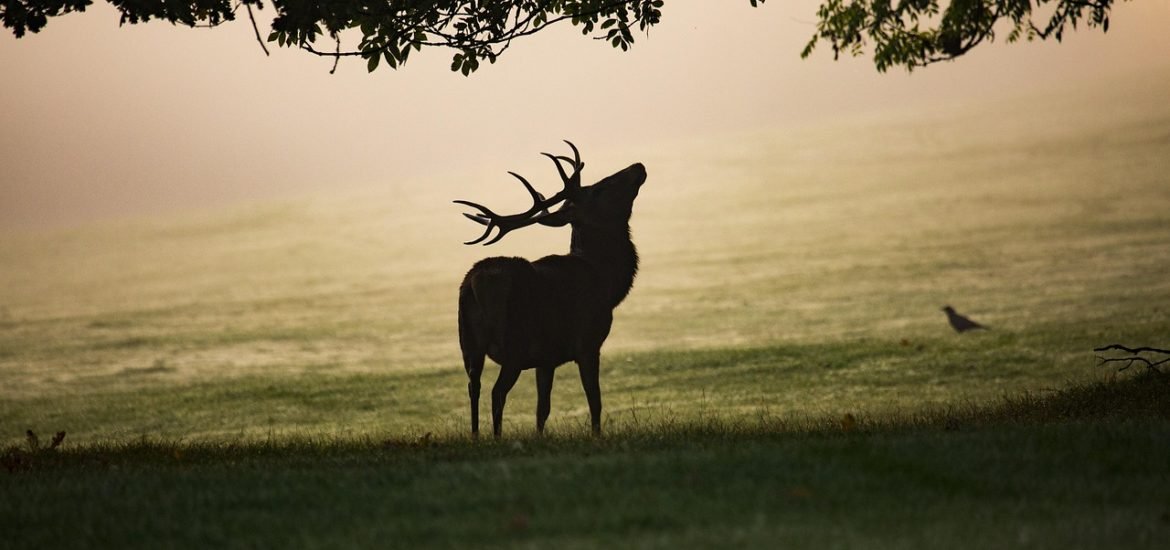 The Smell of a Lynx Alone Is Enough to Protect Young Trees From Deer